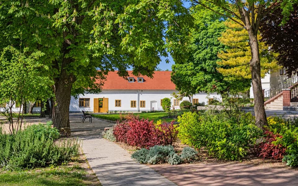 Napsütötte parki sétány magas fák között